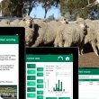 The Department of Agriculture and Food’s Sheep Condition Score app can be used to determine whether sheep need supplementary feed at this time of the year.