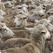 A delegation of Western Australian sheep producers and industry representatives are embarking on a sheep meat insights tour of China, as part of work to grow the State’s exports.