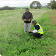 Department of Agriculture and Food officers Mohammad Amjad and Barb Sage survey a site showing a range of summer and winter weeds including wild radish, barley grass, windmill grass, African love grass, in the central region of the WA grainbelt.