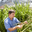 Department of Agriculture and Food research officer Dr Vincent Lanoiselet assesses the resistance of rice varieties to rice blast disease.