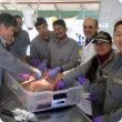 From left to right: The team of experts working together on the worm research project include Shimin Liu (UWA), Junhua Liu (China), Erwin Paz Munoz (Chile), Umar (Pakistan), Shamshad Ul Hassan (Pakistan), Johan Greeff (DPIRD), Xiaoxia Li (China) and Qirui