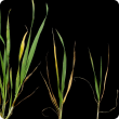 Deficient plants are smaller with yellow leaves and fewer tillers