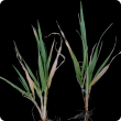 Plants with fewer tillers and pale older leaves