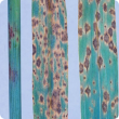 Oat leaves showing brown blotches with surrounding yellow areas typical of septoria blotch