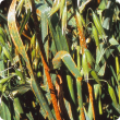 Stem rust pustules in infected oat crop