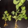 Affected plants are stunted with reduced root systems 