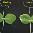 New leaves develop light coloured necrotic areas on leaf margins near the apex