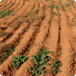 Scattered germination due to insufficient soil moisture