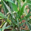 Powdery mildew symptoms on wheat, photo taken in 2015 in Geraldton