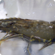 Prawn with white spot disease