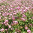 Primo gland clover in flower