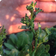 Tiny radish flea beetles on a bok choy plant with a hand in the background, showing how tiny they are
