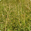 Dead flowering spikes above the rest of the crop 