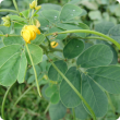 sicklepod (Senna obtusifolia)