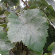 Grapevine leaf with covering of ash-grey mildew