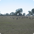 Sheep in low fuel load paddock with distance from tree line