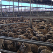 Sheep in saleyards