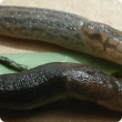 Reticulated slug often light grey-fawn with dark markings; black-keeled slug usually black with a prominent ridge down the back. 