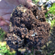 slug eggs on a freshly dug truffle
