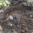 a striped slug eating truffle