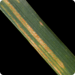 Yellow-orange pustules are arranged in stripes along the leaf veins.