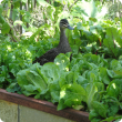 Wild brown duck standing in a patch of green leaf vegetables.