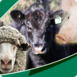 WA Livestock Disease Outlook - for producers - banner image