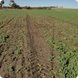 Wheatbelt valley secondary salinity 