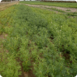 Poor germination or smaller yellow plants, in water collecting areas 