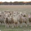 weaner sheep