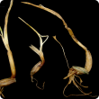 Dying wheat seedlings with short thick coleoptiles and spade-tip roots