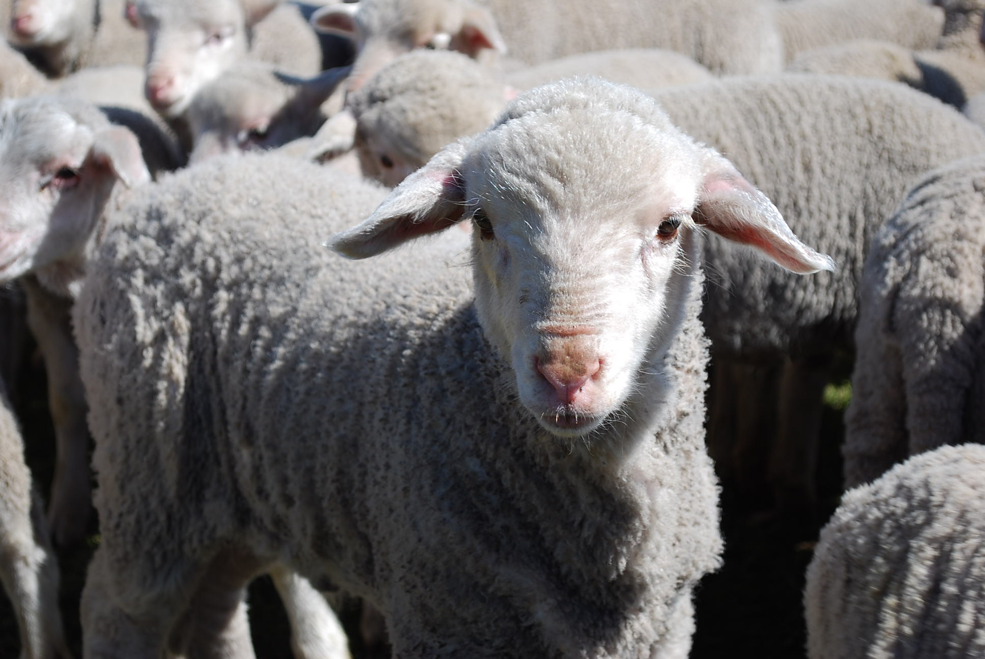 Managing flystrike in sheep | Agriculture and